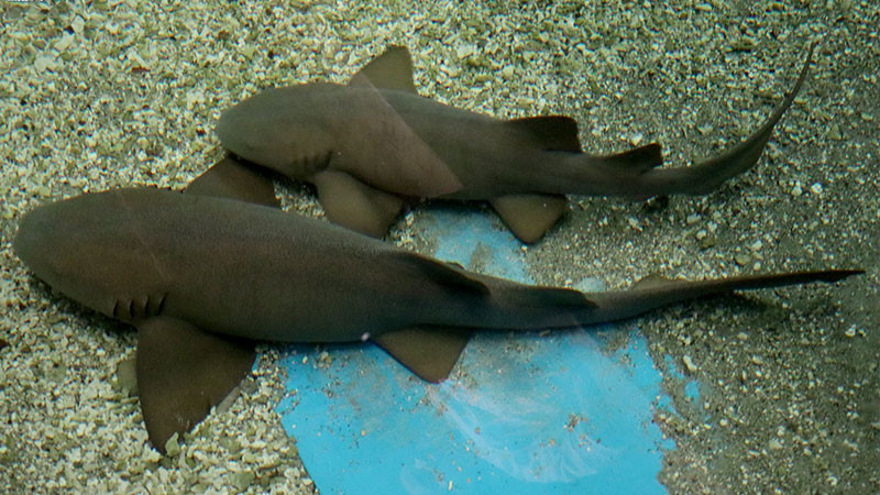 “Zoorpréndete” con los tiburones gata en el parque Benito Juárez