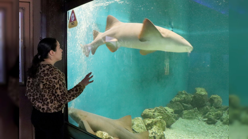 “Zoorpréndete” con los tiburones gata en el parque Benito Juárez