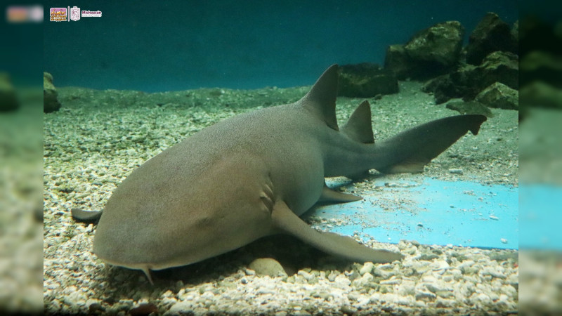 “Zoorpréndete” con los tiburones gata en el parque Benito Juárez