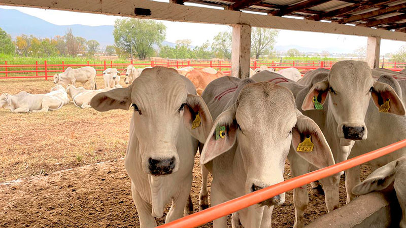 Inicia en Apatzingán revisión sanitaria de ganado bovino 