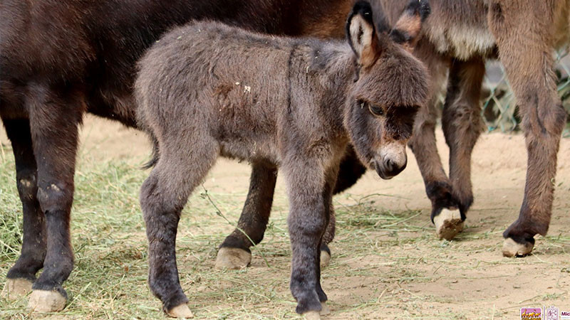 Burritos africanos, la sensación del Zoológico de Morelia 