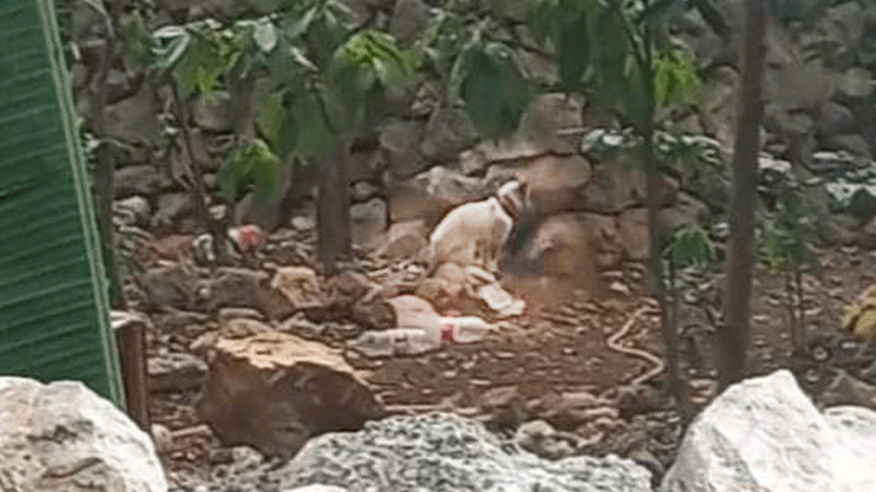 Denuncian maltrato animal contra un gato en Mérida, Yucatán 