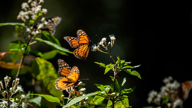 Disfruta el esplendor de la Mariposa Monarca en los bosques michoacanos