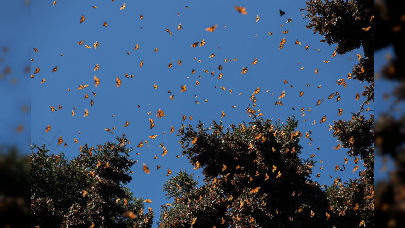 Disfruta el esplendor de la Mariposa Monarca en los bosques michoacanos