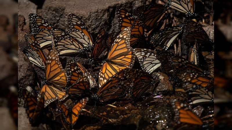 Disfruta el esplendor de la Mariposa Monarca en los bosques michoacanos