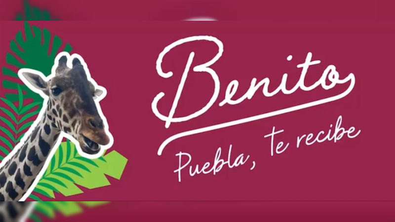 Gobierno de Puebla ofrece pagar traslado de la jirafa “Benito”, quien vive en malas condiciones en Chihuahua 