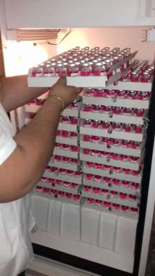 Reciben 55 mil vacunas que se utilizaran en la 2ª Semana Nacional Antirrábica Canina 