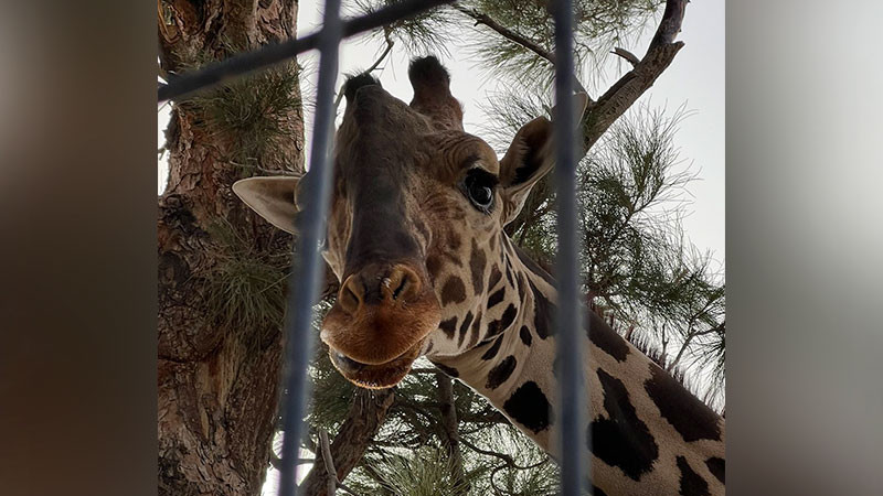 Jueza ordena traslado de la jirafa Benito a Africam Safari, en Puebla 