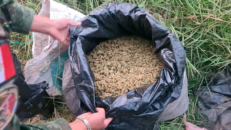 Aseguran en Uruapan varios kilos de hierba ilícita  