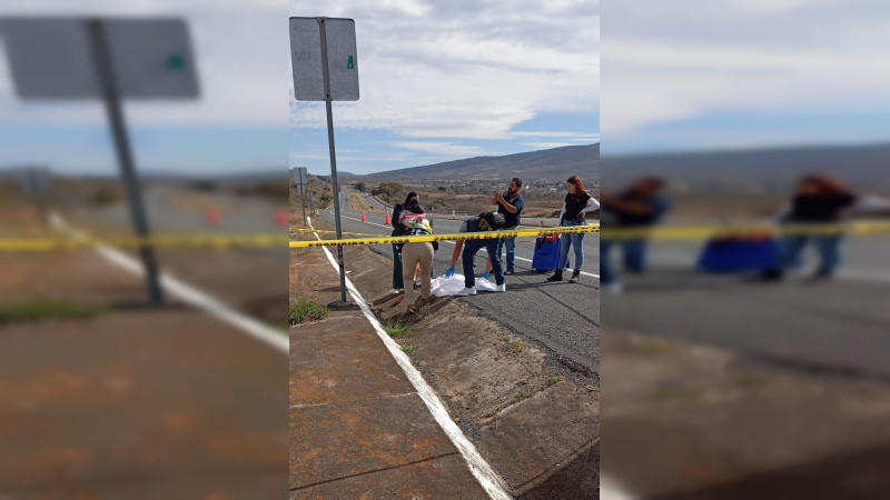 Hallan a puma atropellado en la de Occidente en el municipio de Panindícuaro, Michoacán