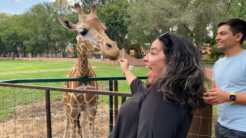 ZooMorelia te invita a contar manchas de jirafas 