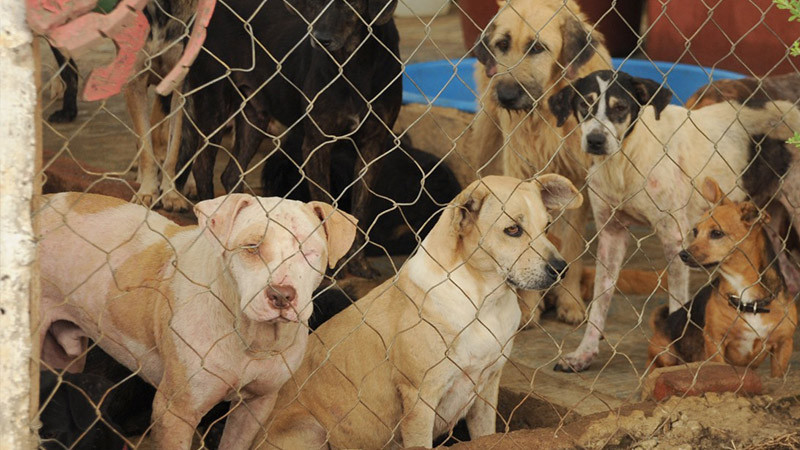 En Puebla, rescatan a 12 perritos de falso refugio y detienen a dos personas por maltrato animal 