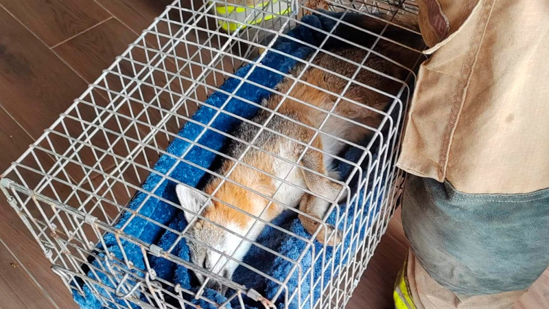 Rescatan a cría de zorro en Chilchota, Michoacán