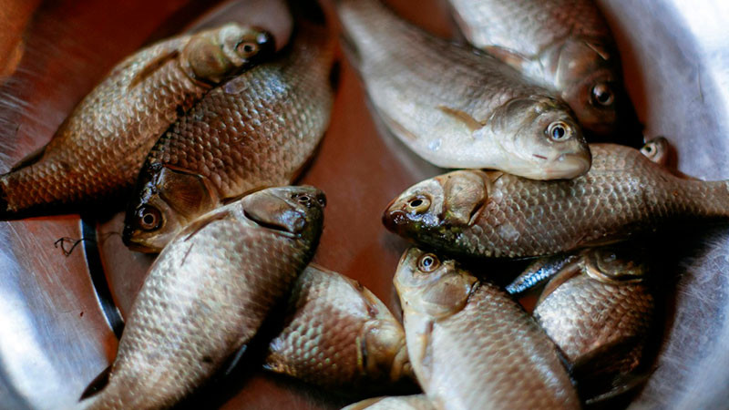 Reabre Compesca punto de venta de pescados y mariscos en Morelia 