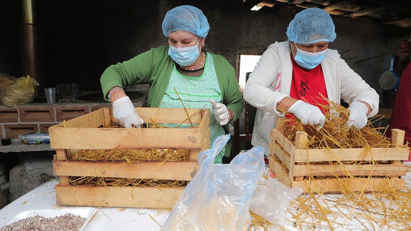Disminuyó afiliación de trabajadores del campo al IMSS 