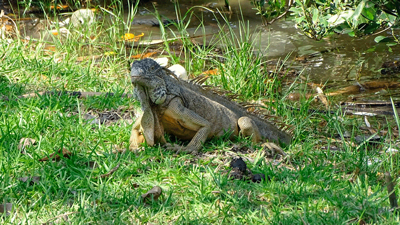 Iguanas son rescatadas del frío en Laguna del Carpintero, Tamaulipas 