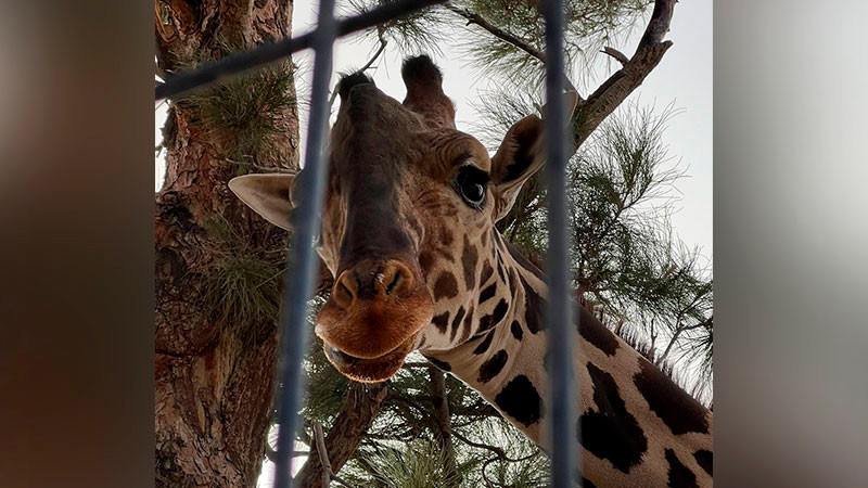 Multan por más de 1.5 millones de pesos a gobierno de Chihuahua por maltrato a jirafa "Benito" 