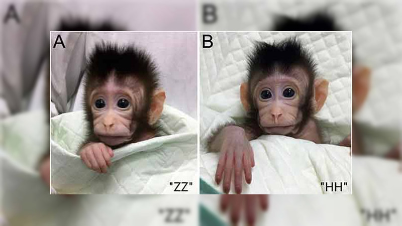 Hablan científicos de la UNAM sobre clonación de mono en China: “No debe haber preocupación” 