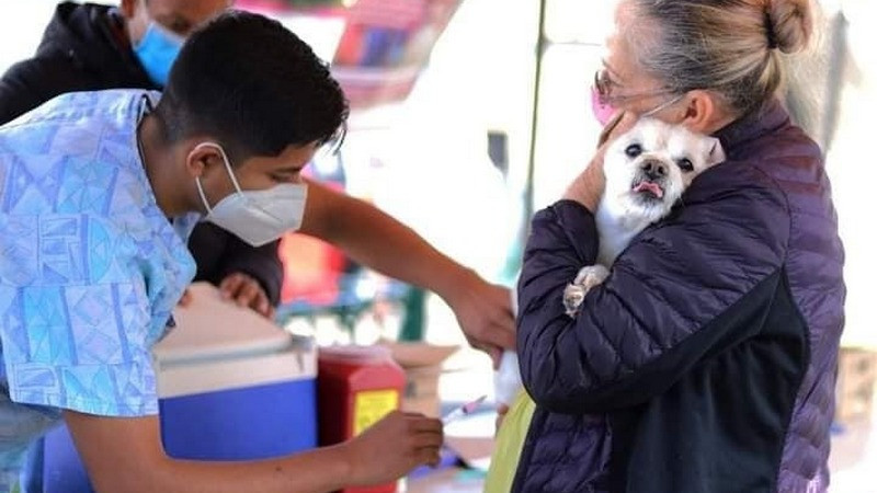 Arranca Sector Salud Michoacán campaña de vacunación antirrábica en Morelia 