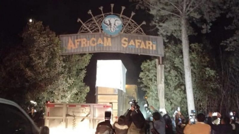 Jirafa Benito arriba al Africam Safari de Puebla luego de más de 30 horas de viaje 