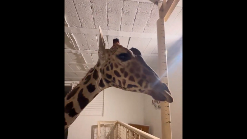 Gobernador de Puebla da la bienvenida a jirafa "Benito", en su nuevo hogar, Africam Safari 