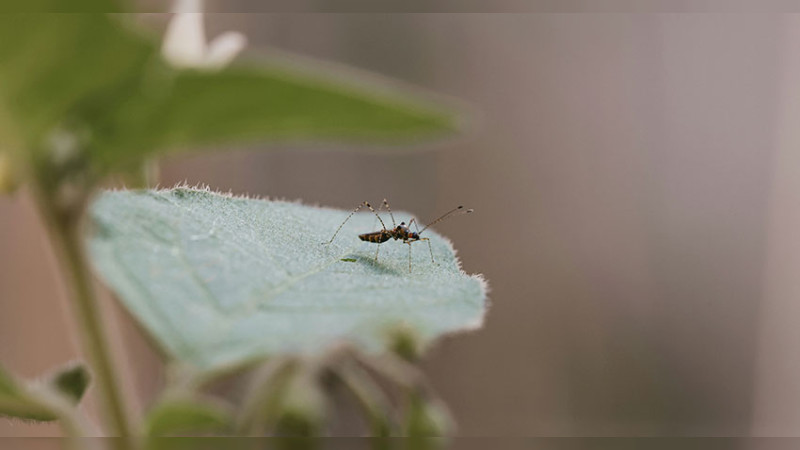 Instituciones de salud intentará frenar dengue en Michoacán  