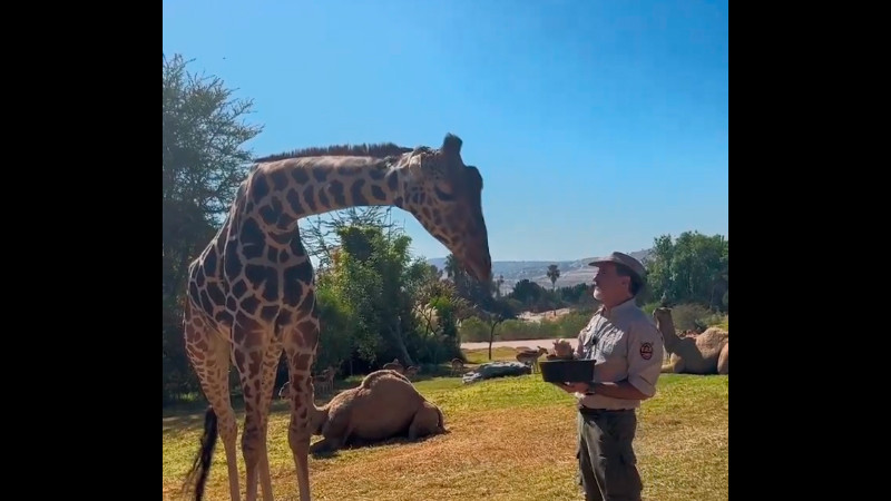 Jirafa "Benito" se integra a su nueva manada, en Africam Safari Puebla 