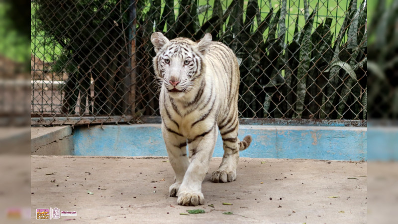Cría de tigre de bengala, la nueva tierna y salvaje habitante del Zoo de Morelia