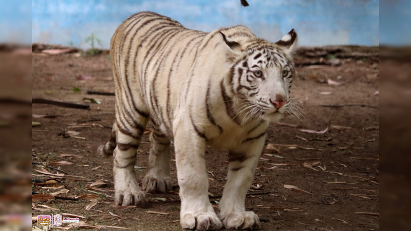 Cría de tigre de bengala, la nueva tierna y salvaje habitante del Zoo de Morelia