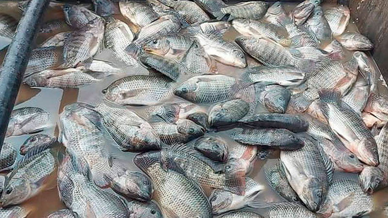 Ecocidio: por contaminación, mueren más de 30 toneladas de mojarras en Veracruz 