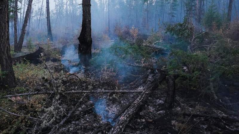 Aumenta a 19 número de muertes por incendio forestales en Chile 