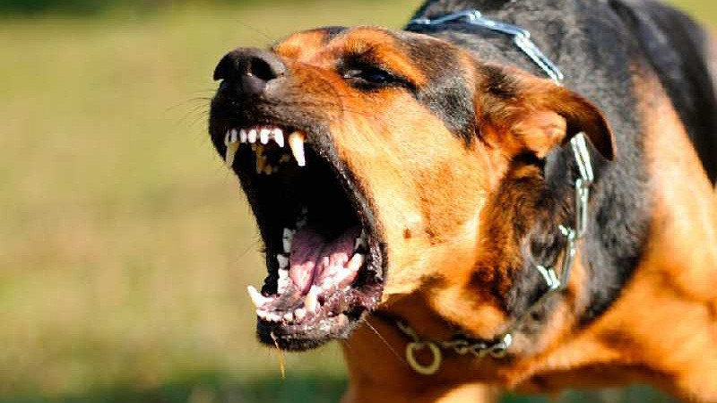 Confirman en Colima primer caso de rabia canina en 30 años 