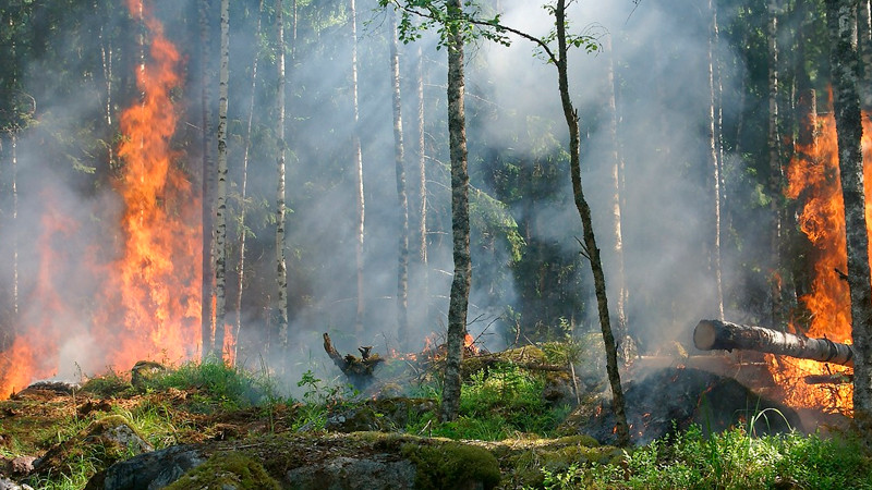 Asciende a 131 número de muertes por incendios forestales en Chile 