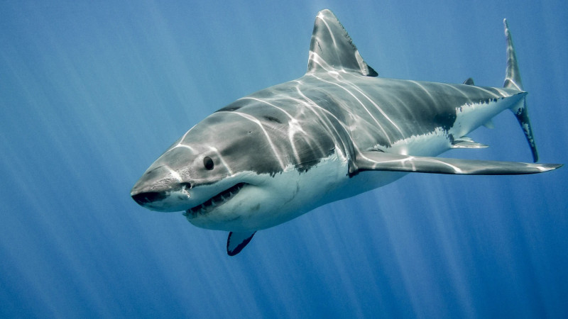 Alertan autoridades por avistamiento de un tiburón blanco en dos playas de Sonora 