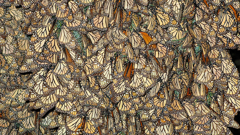 Superficie de la mariposa monarca se reduce 59% en bosques de México 