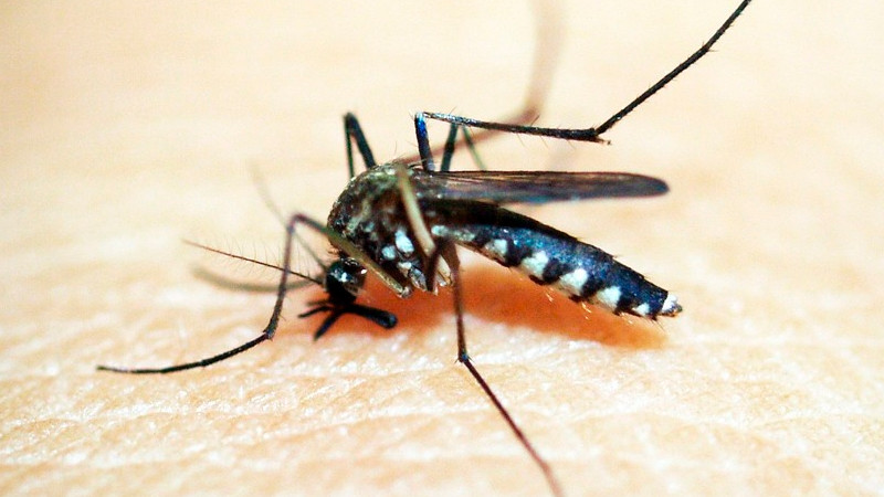 Advierte OMS por brotes de dengue en Latinoamérica; México presenta un alto número de casos 