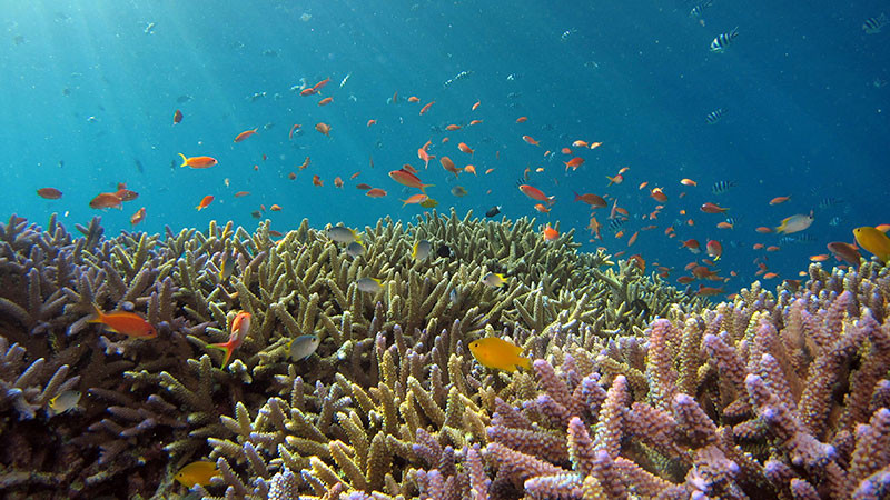 Marina dona a Michoacán fragatas para formación de arrecifes 