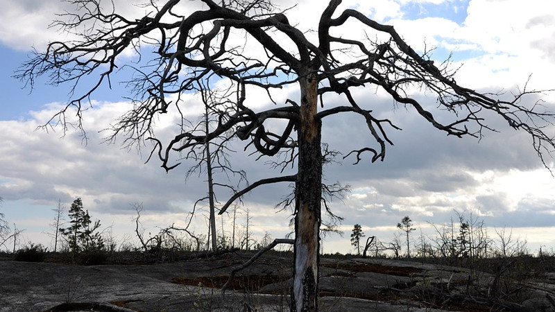 Prevé Chile que reconstrucción por incendios forestales tomará un par de años 