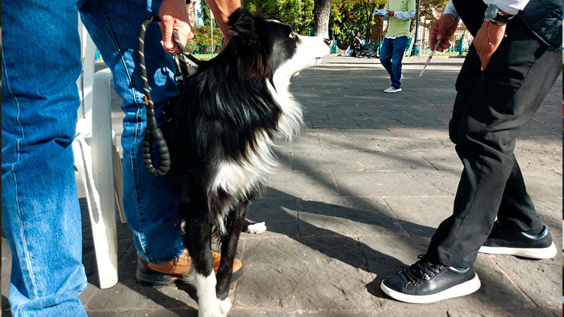 En Morelia aún se puede vacunar contra la rabia a los animales de compañía  