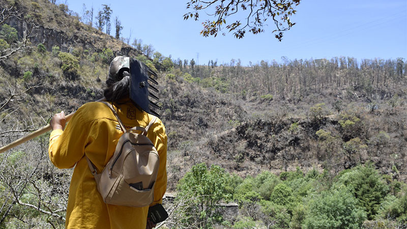 Incierto, arranque de reforestación 2024 en Michoacán: Cofom 