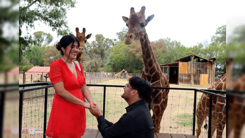 Parejas unen sus vidas en el Zoo de Morelia con las jirafas como testigos