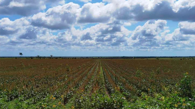 En marzo se sembrarán nubes en Michoacán para combatir sequía, adelanta gobernador 