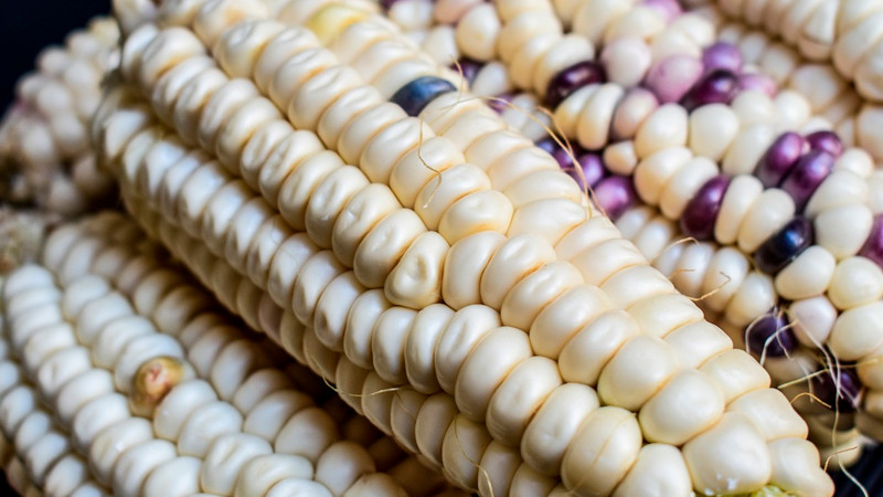 Asegura AMLO que México no dejará de ser autosuficiente en producción de maíz blanco 