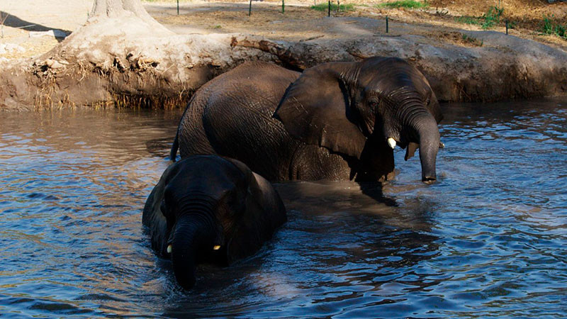 PROFEPA revisa instalaciones de zoológicos del país para garantizar destino de elefanta Annie 