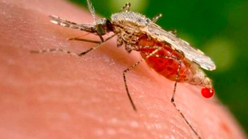 Oaxaca: Registran 25 casos confirmados de paludismo en migrantes 