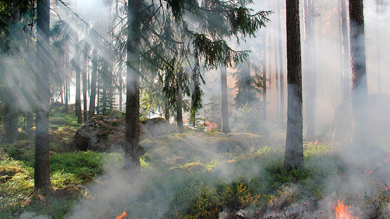 Incendio consume 10 hectáreas en sierra de Santiago, Nuevo León 