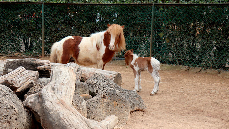Conoce la tierna cría de poni que nació en el Zoo de Morelia 