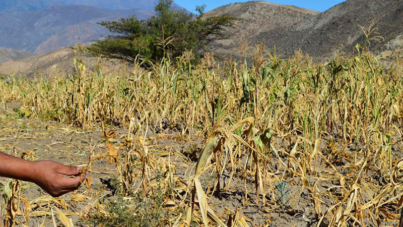 Debe México fortalecer ciencia, especialización y tecnificación al campo en momentos de crisis: UMFFAAC 