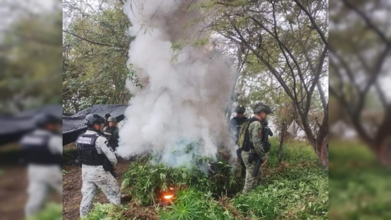 En Chinicuila, Michoacán destruyen dos plantíos de Mariguana