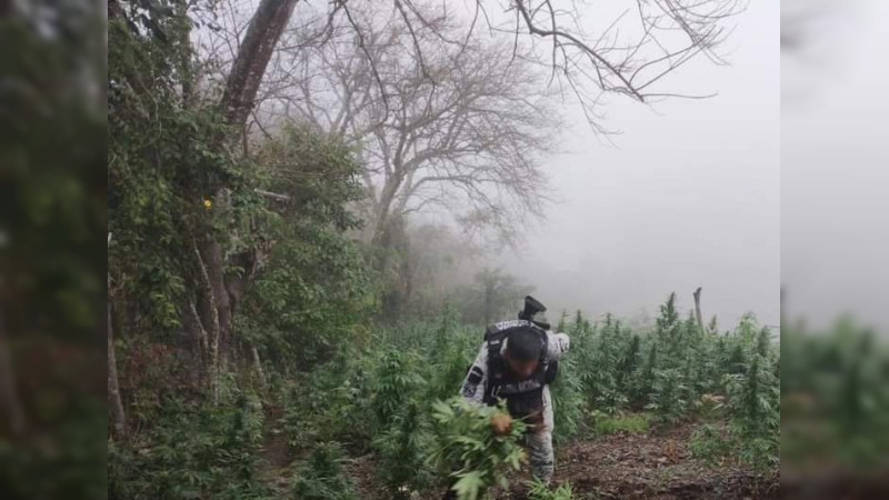 En Chinicuila, Michoacán destruyen dos plantíos de Mariguana